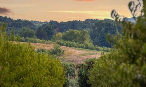 a landscape with trees and grass